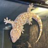 Albino Tokay Gecko For sale