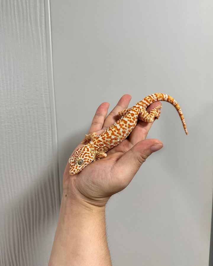 WhatsApp Image 2024-10-17 at 11.36.40 PM zien tokay gecko for sale