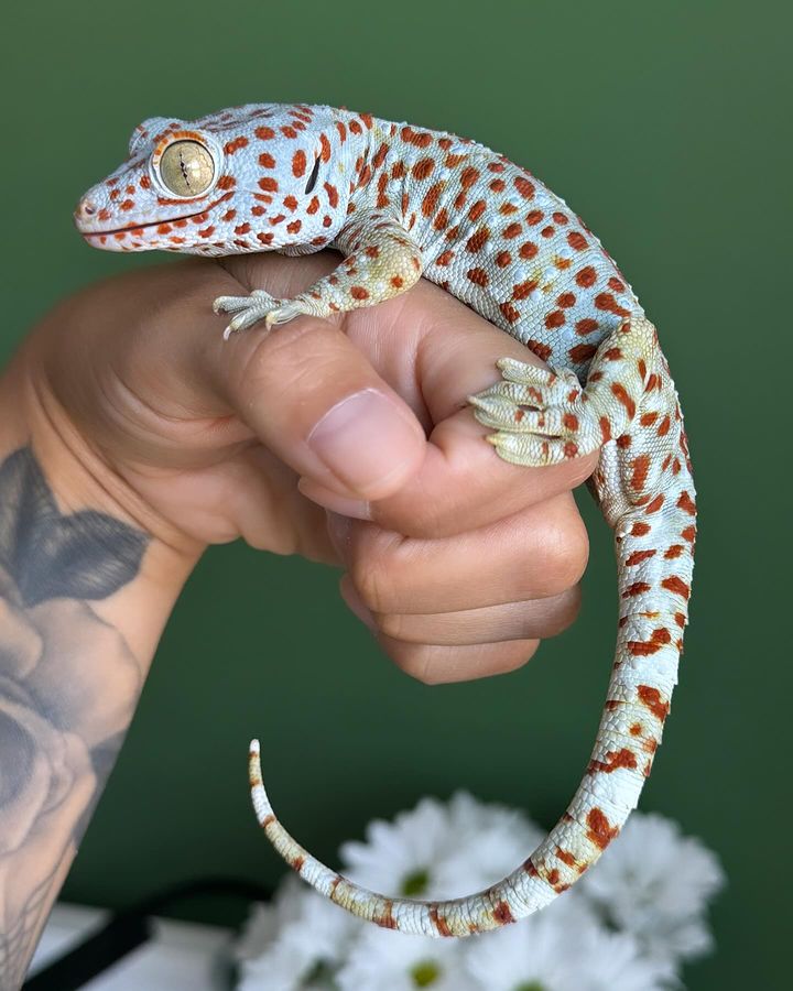 WhatsApp Image 2024-10-18 at 3.31.23 AM tokay gecko for sale