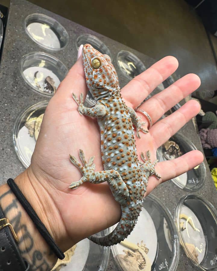 WhatsApp Image 2024-10-18 at 3.31.33 AM (1) tokay gecko for sale