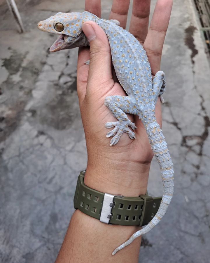 WhatsApp Image 2024-10-18 at 3.31.33 AM Leucistic Tokay Gecko for Sale - Rare and Exotic Reptile