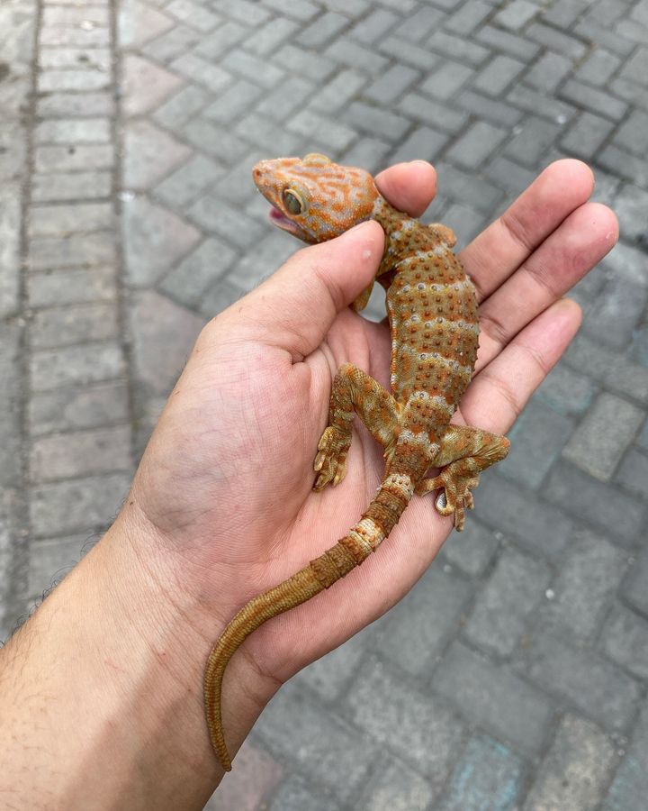 WhatsApp Image 2024-10-18 at 3.31.35 AM tokay gecko for adoption