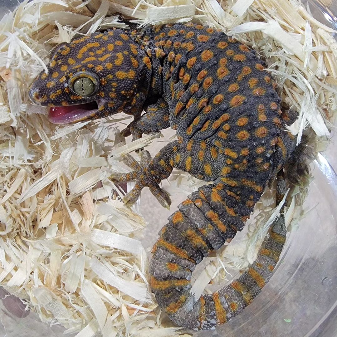 Zuma Arboreal Gecko for sale Zuma Arboreal Tokay Gecko For sale
