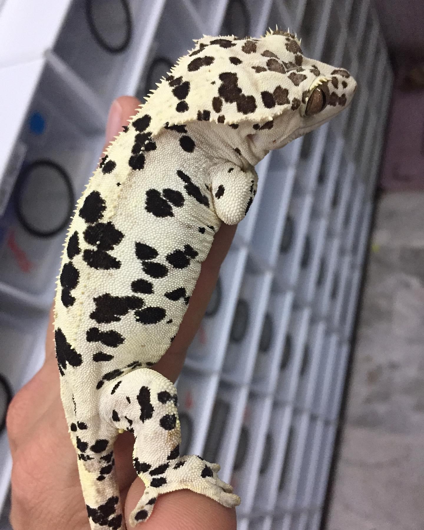 crestieking_1728032535017