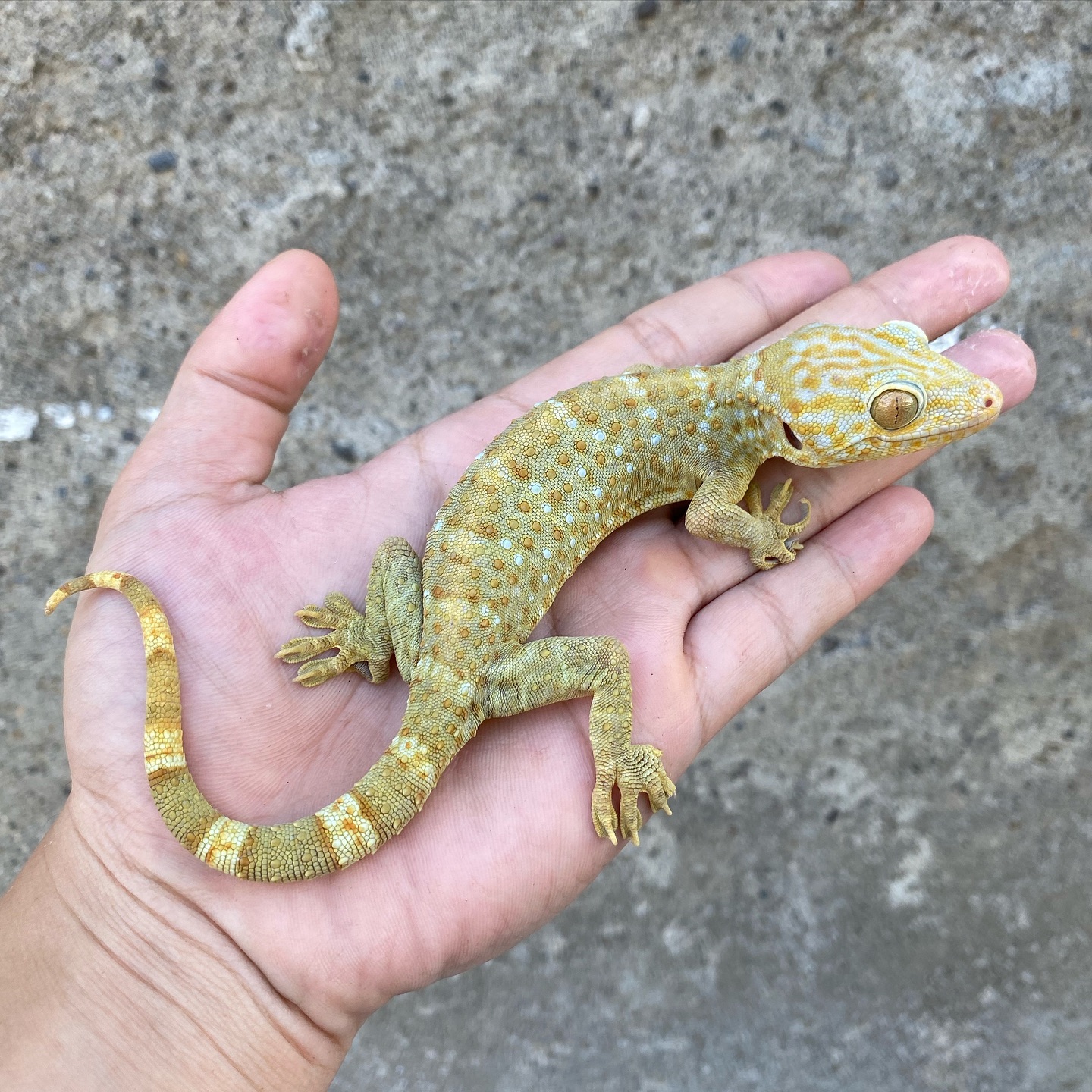 dice.reptiles_1729040412192