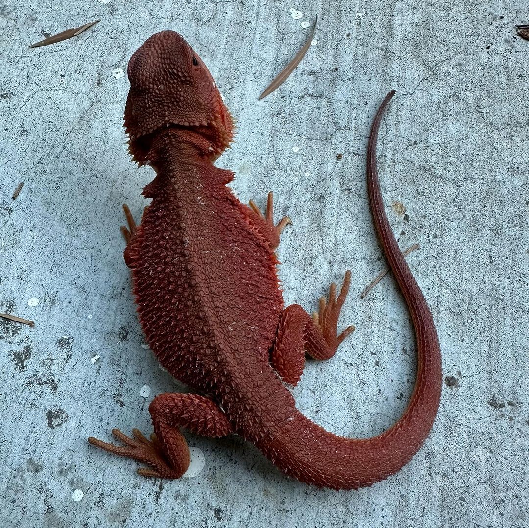 dizondragons_1729259199840