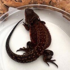 Femi-Dark Red Monster