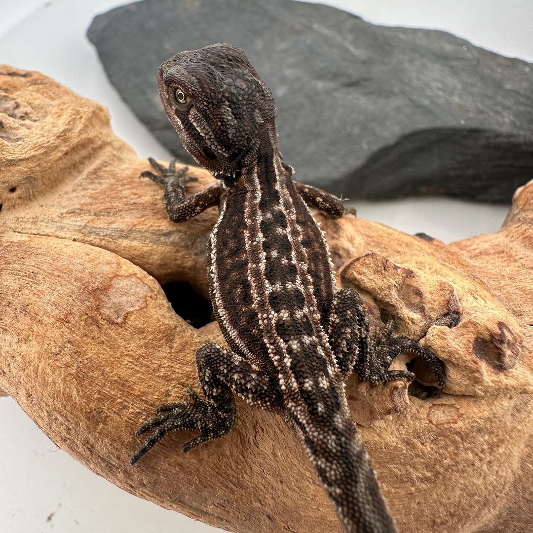 dizondragons_1729259571918