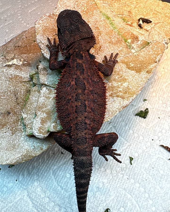 red monster tio for sale red monster bearded dragon for sale