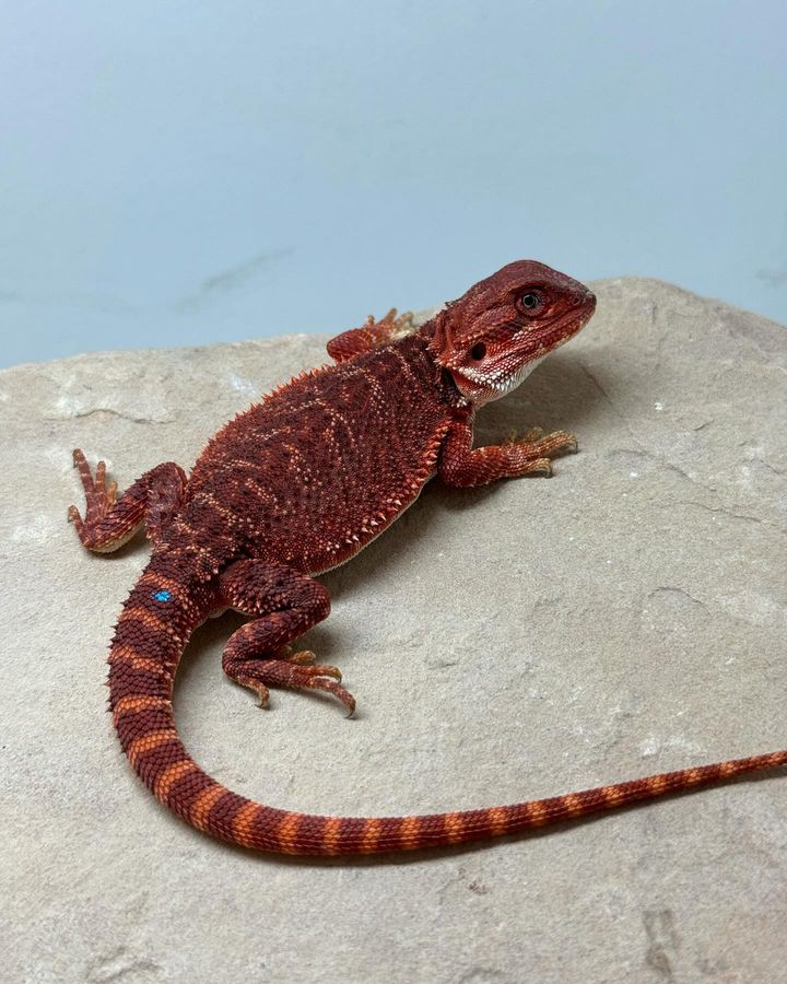 sapphirexdragons__1729258323740