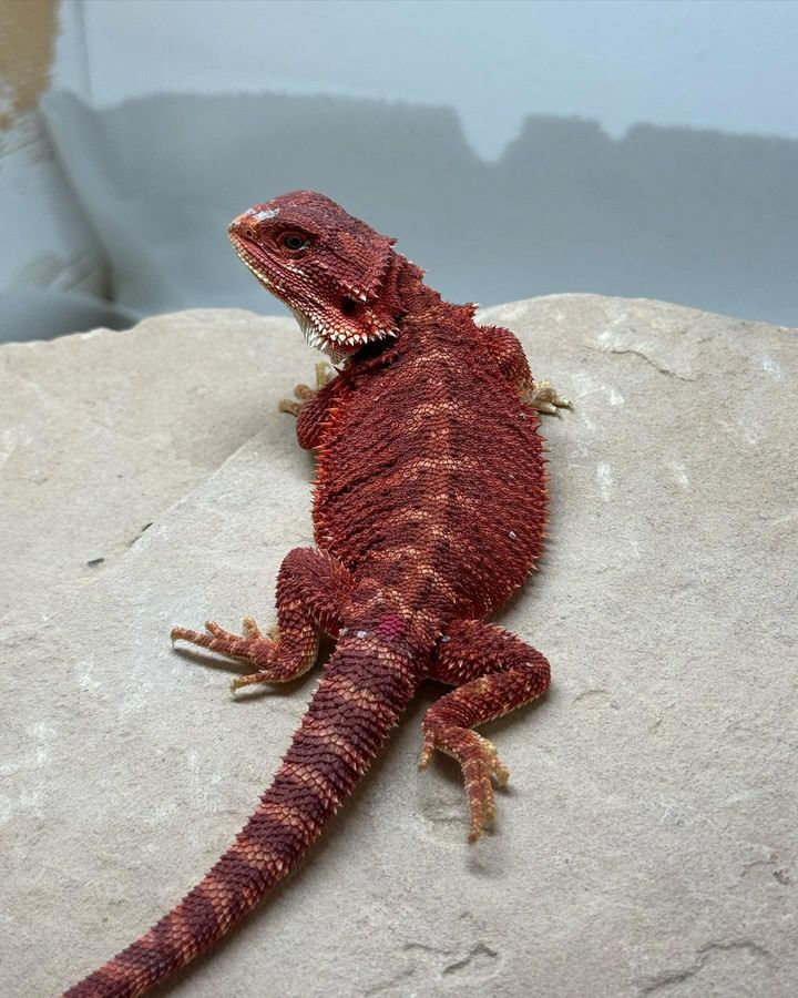 sapphirexdragons__1729258326702