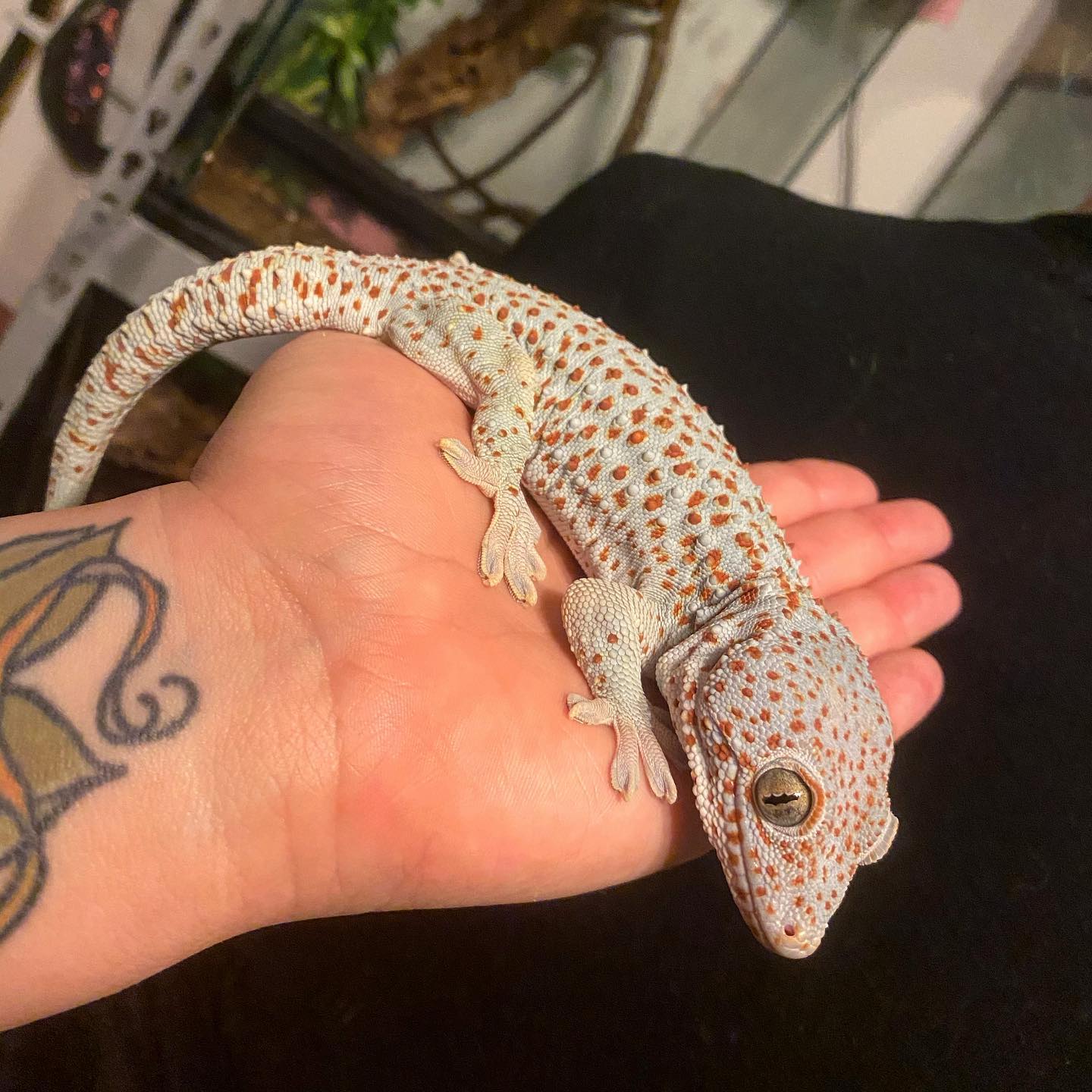 somethingtohawkabout_1729039970738