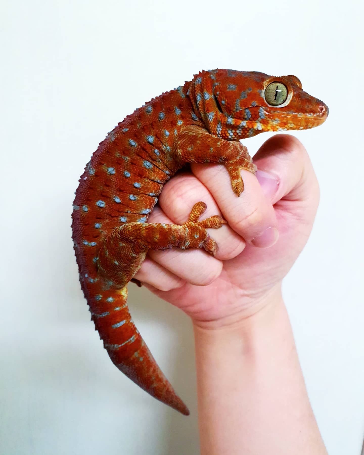 triangle_gecko_1729039930722