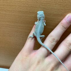 Ferol - Bearded Dragon