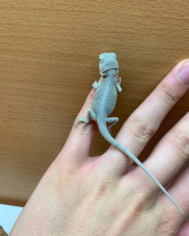 Ferol Young Bearded Dragon for sale