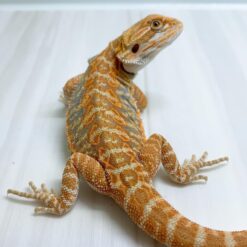 Fuma - Bearded Dragon