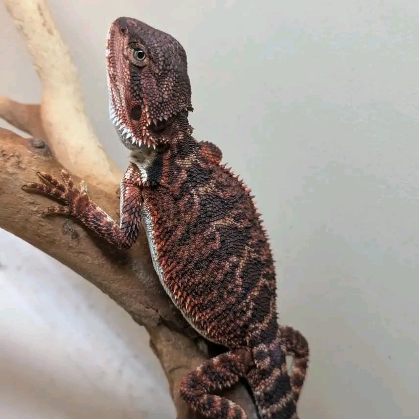 Gard bearded dragon for sale usa