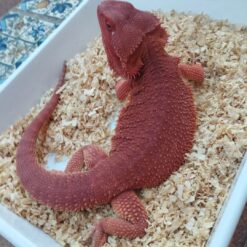 Gena - Hypohet trans