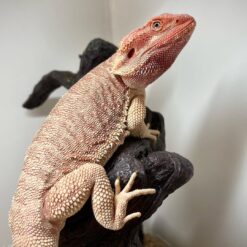 Nayoshel Bearded Dragon