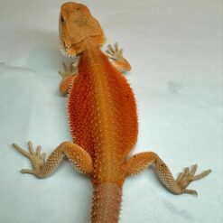 Orange Hypo Witblits Bearded Dragon