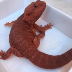 Rollin Bearded Dragon