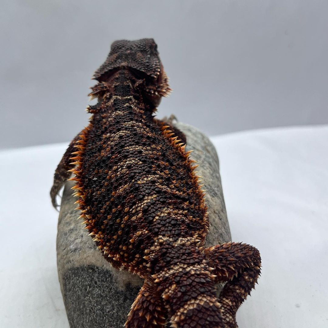 Scarly-Double Het bearded dragon for sale