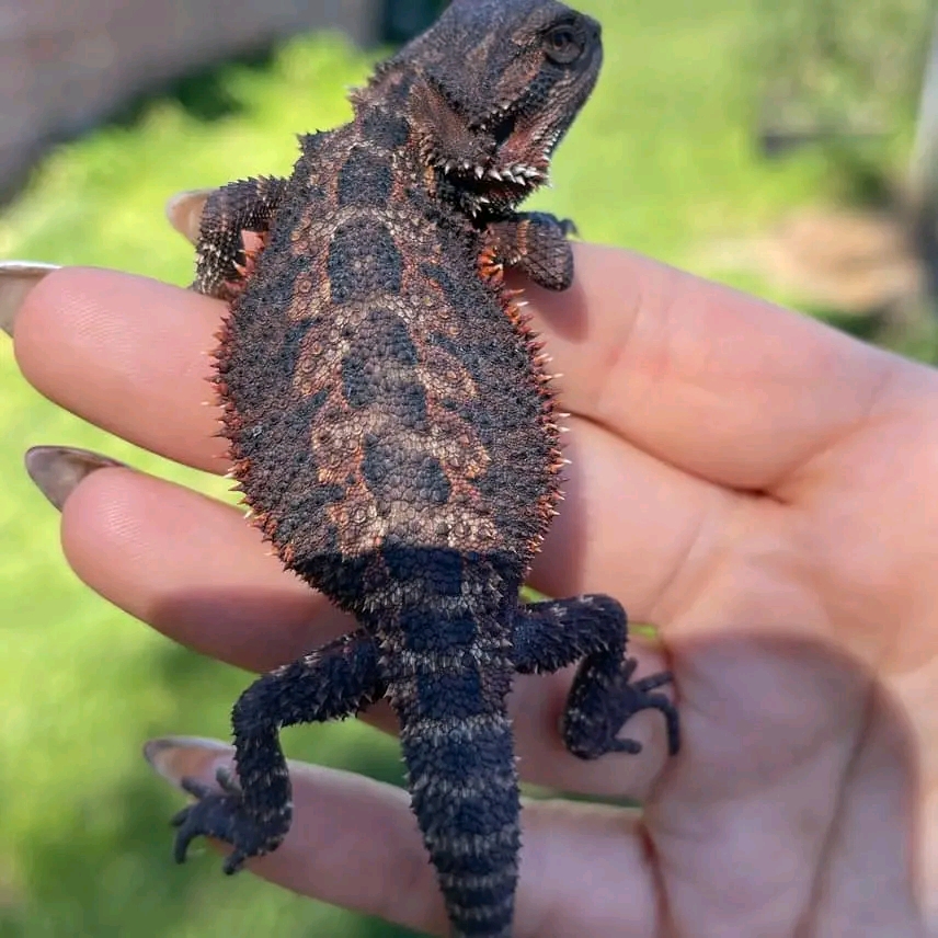Warman bearded dragon for sale
