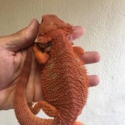 Daisy - Bearded Dragon