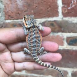 Giant - Bearded Dragon