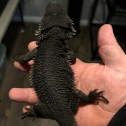 Azko Bearded Dragon