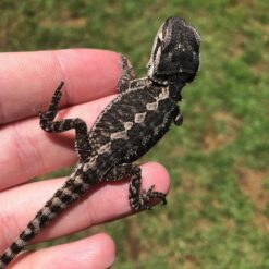 Oma - Bearded Dragon