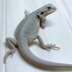 White - Bearded Dragon