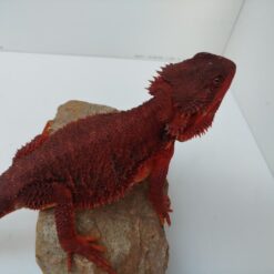 Yima - Bearded Dragon