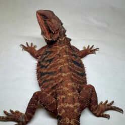 Zuko - Bearded Dragon