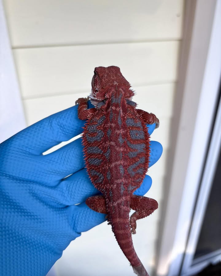 WhatsApp Image 2025-05-02 at 23.57.21_8197e0cd