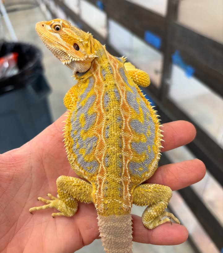 WhatsApp Image 2025-05-02 at 23.57.24_084d9347