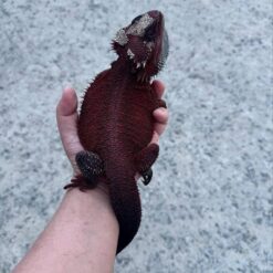 Clin- Bearded Dragon