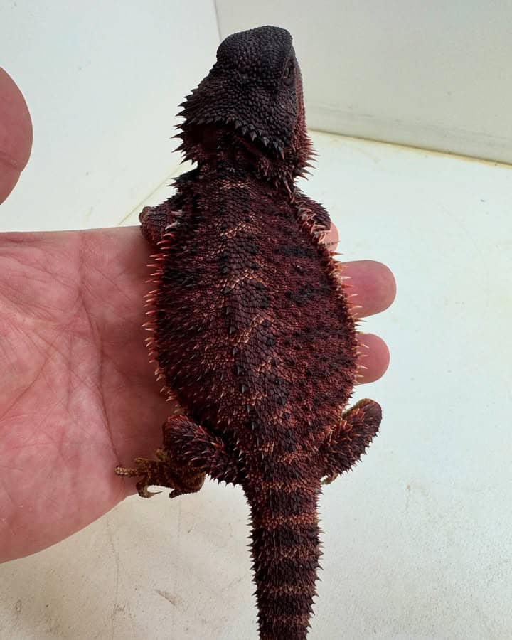 WhatsApp Image 2025-05-05 at 04.15.09_61b9ee27