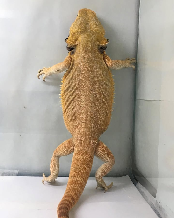 WhatsApp Image 2025-05-06 at 22.51.17_cdb0248d