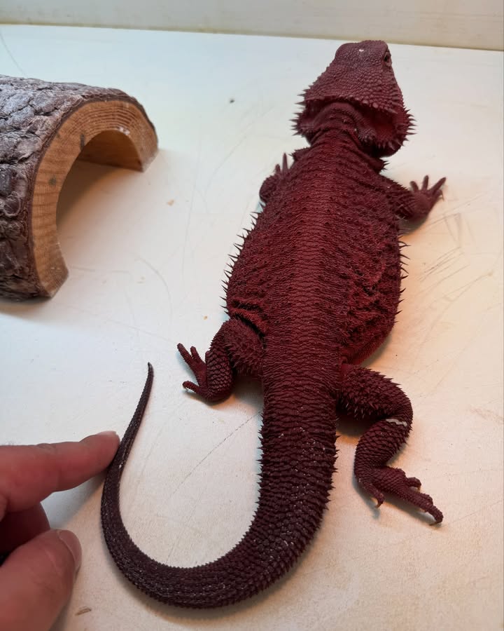 soflo.dragons_1746121255414