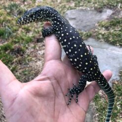 Brae - Blue Tail Monitor Lizard