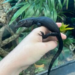 Dave - Black Water Monitor