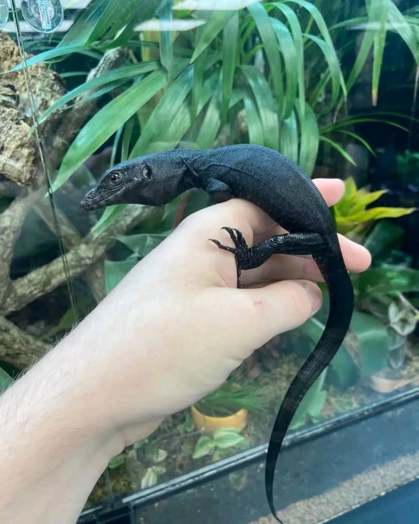 Dave - Black Water Monitor