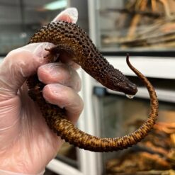 Gabi - Earless Water Monitor Lizard