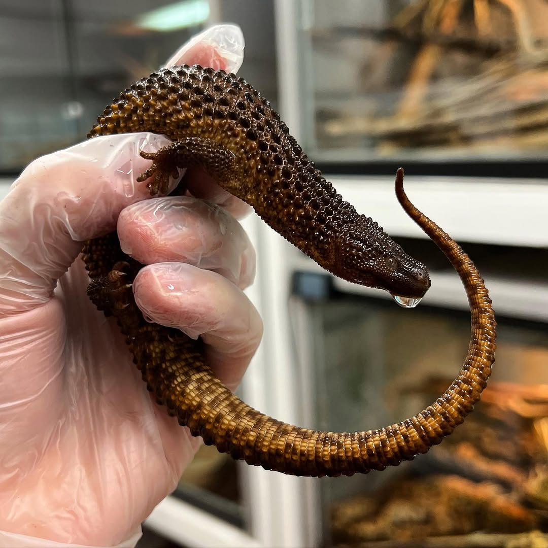 Gabi - Earless Water Monitor Lizard