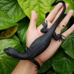 Mega - Black Water Monitor