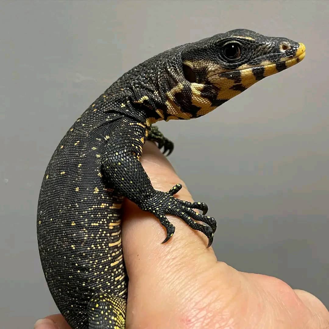 Raive - Nuchalis Water Monitor Lizard