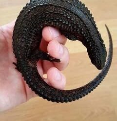 Rim - Earless Water Monitor Lizard