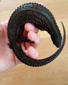 Rim - Earless Water Monitor Lizard