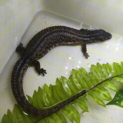 Shama - Earless Water Monitor Lizard